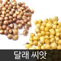 달래씨앗 달래 씨앗 종자 종패 종폐 산나물 300알