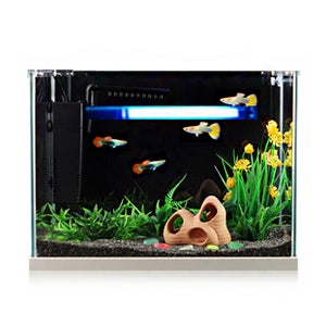 미미네 구피세트 (중)/유리뚜껑포함