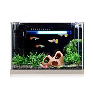 미미네 구피세트 (소)/유리뚜껑포함