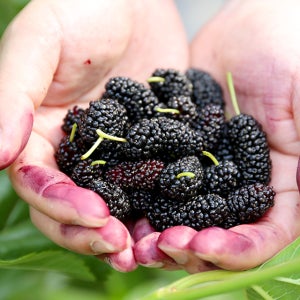 2025년 고창 오디 생과 급냉 발송 1kg 과상2호 청일 품종