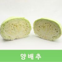 양배추(3포기)1망9kg내외 웰빙푸드 작은망 큰망