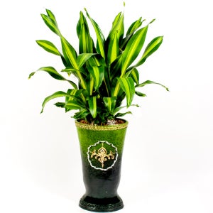 맛상베리아 맛상 관엽화분 공기정화 식물 개업 이전 승진 집들이 축하선물 대형화분 중형화분 소형화분 꽃배달