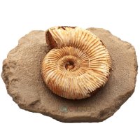 암모나이트전시용화석 Ammonite