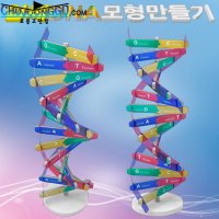 뉴 DNA 입체 모형 만들기 1인용 10인용