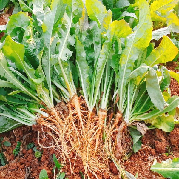 (26년 11월 2일 배송시작) 고들빼기 선향농장직송 생 고들빼기 3kg, 고창 꼬들빼기김치 건고들빼기나물