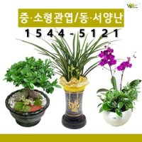 관엽화분/동양난/서양난/ 꽃배달서비스 꽃집