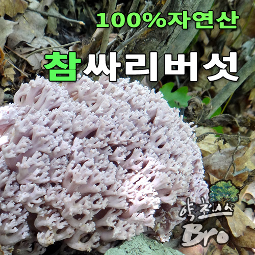 하늘채농장 24년 햇 자연산 보라싸리버섯 1kg 생물