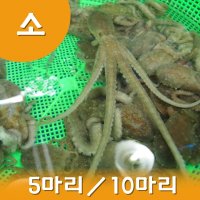 세발낙지 산낙지(소낙지) 뻘낙지 목포낙지 무안낙지 (5마리이상 주문상품)