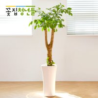 개업식 축하화분배달 집들이선물 해피트리 클래식 1호