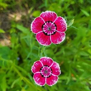 패랭이 씨앗 꽃씨 500g, 1kg 봄에 피는 다년생 혼합색 관공서 납품용