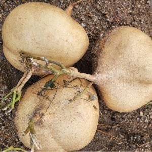 국산 멕시코감자 히카마 얌빈 슈퍼푸드