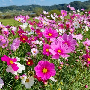 빅스타코스모스 씨앗 500g, 1kg 관공서 납품용
