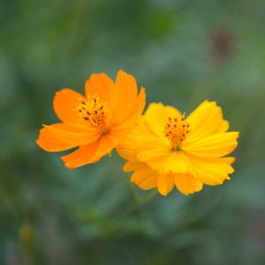 황화 코스모스 씨앗 코스모스 500g, 1kg 관공서 납품용