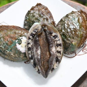 (전복선물세트) 완도5호 특대전복1.5kg(1kg 7-8미) 선물포장