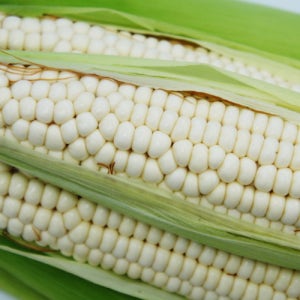 2026 강원도 영월 햇 찰옥수수 맛있게 찰지고 연한 옥수수