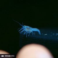 블루 크로우 치가재 1마리