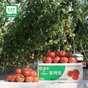 [농장직송] GAP인증 완숙토마토 3kg 5kg 10kg 주스용 대과