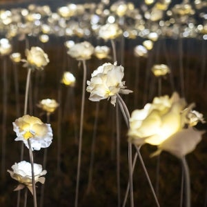 LED 로즈 가든 장미