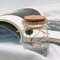 푸딩병 국산 마리모 키우기 DIY 세트 수경식물