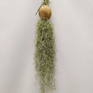 수염 틸란드시아 50cm 거실 미세먼지 실내공기정화식물