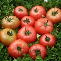 건강하고 맛이 깊은 달기농장 유기농 토마토 3k