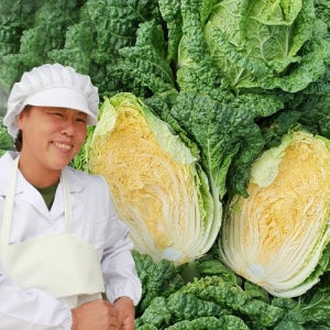 해남절임배추 김장 절인배추 10kg(3-5포기) 국내산천일염사용