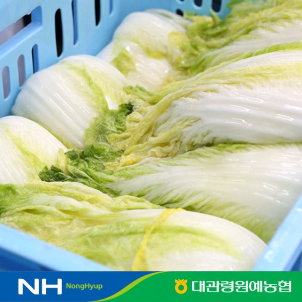 농협 강원도 절임배추 ( 김장 절인배추 평창 고랭지 ) 대관령원예농협 10kg