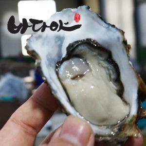 바다야 산지직송 제철 생굴 1kg