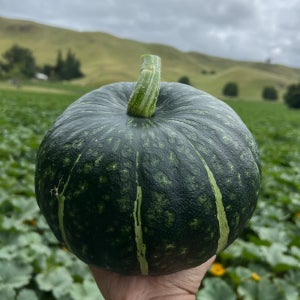 뉴질랜드산 단호박 달콤한 3kg 5kg 10kg