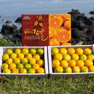 [농할20%] 제주 하우스귤 3kg 5kg