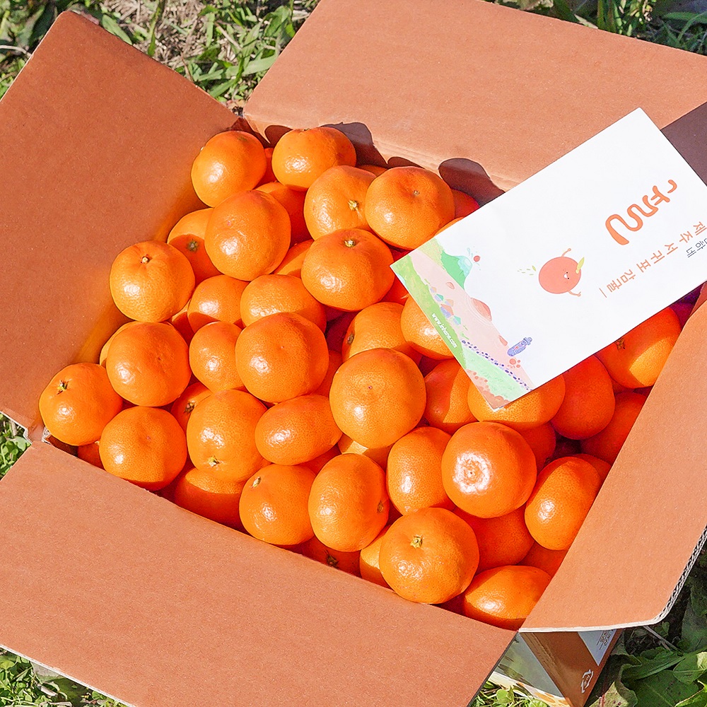 제주 감귤 3kg 5kg 노지 타이벡 가정용 <b>선물</b>세트 못난이 제철과일