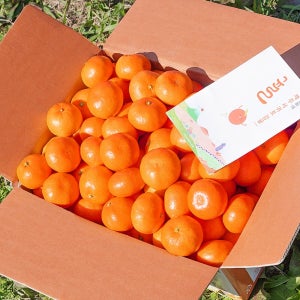 제주 감귤 3kg 5kg 노지 타이벡 가정용 선물세트 못난이 제철과일