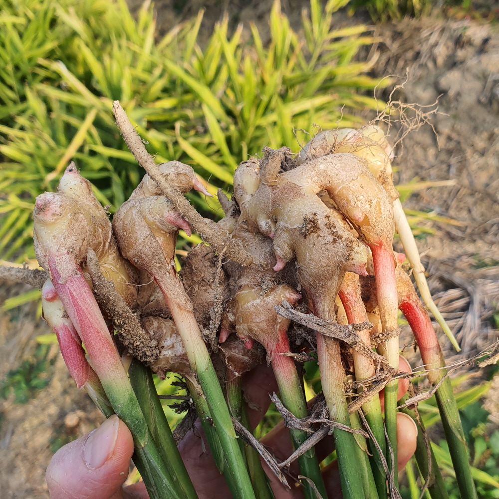 지금 수확중이에요. 싸리재 토종생강, 쪄서 말린 건생강 만듭니다 : 네이버 블로그