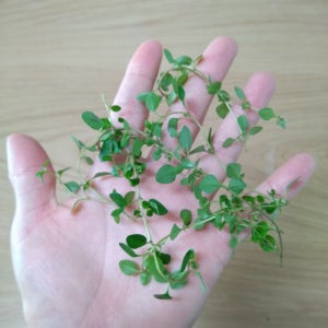 레몬타임 50g