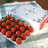 우공의딸기정원 생딸기 택배 (900g 2팩)