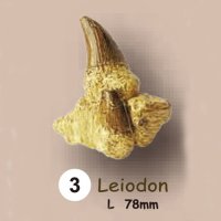 이빨화석발굴 - 레이오돈 Leiodon