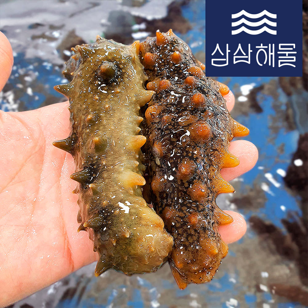 자연산 거제도 해삼 영양가득 해삼회 쫀득 해삼철 500g