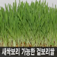 겉보리새싹용10kg/새싹용보리씨앗 2023년산겉보리2023새싹 보리차 질금용 가축이나양어장먹이등사용