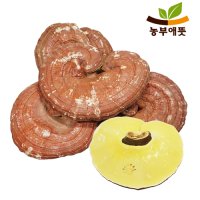 국내산 영지버섯 500g