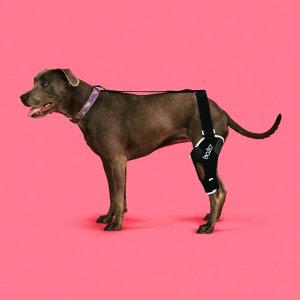양쪽 슬개골 십자인대 무릎 보조기 발토 보호대 강아지 애견 수술후 재활 관절 교정 balto JUMP Plus 점펫