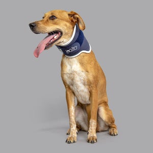 발토 강아지 방수 목보호대 경추 넥카라 고양이 디스크 통증 재활 교정 balto 점펫