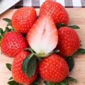 전남 곡성 딸기 특품 2kg 설향