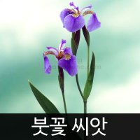 붓꽃 씨앗 붓꽃씨앗 iris seeds 70알