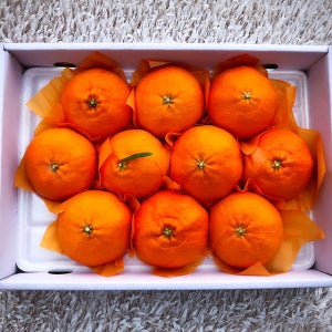 제주 서귀포 명품 레드향