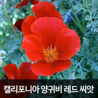 양귀비씨앗 캘리포니아 양귀비 씨앗 레드 poppy 100알