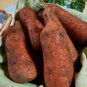 신선한 제주 구좌 햇 당근 흙당근 5kg 3kg