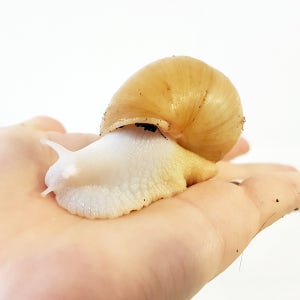 금와달팽이1마리