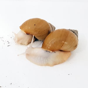 금와달팽이 2마리
