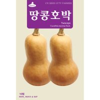 땅콩호박씨앗 10립 버터넛