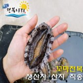 완도 전복 10미 꼬마전복 1kg 25미, 30미, 40-55미 산지직송